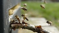 Bee prepared: how to treat a bee sting