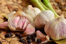 GARLIC