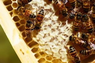 Bee Prepared: How to Treat a Bee Sting