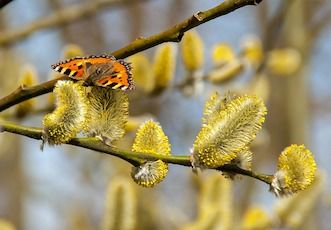 Overcoming Spring Allergies Naturally  