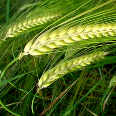 The Healthy Gluten Free Look |Wellness magazine
